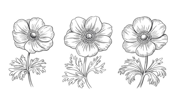 Three anemone blooms in refined vintage engraving line drawing.