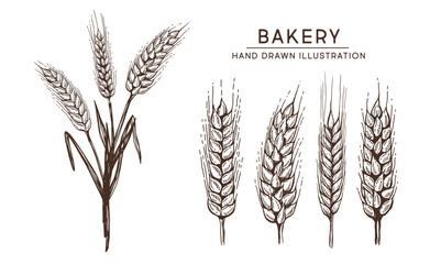 Fototapeta premium Wheat bread ears set, hand drawn illustration. 