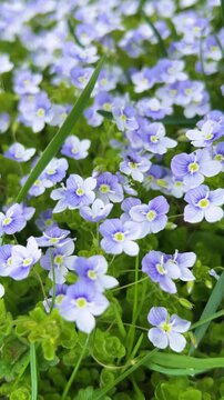 Small blue veronica flowers blooming in the green grass. Close up of speedwell flowers in the spring garden. Tiny purple blossoms of veronica filiformis on a sunny day. 