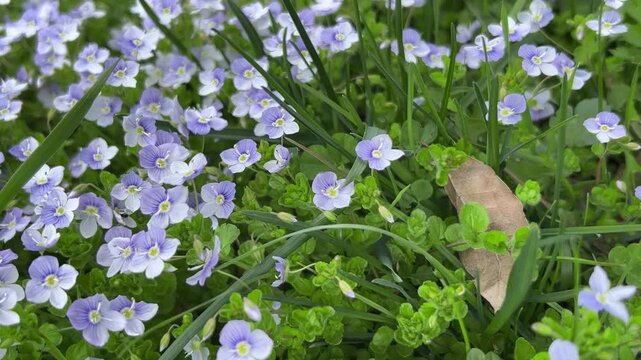 Small blue veronica flowers blooming in the green grass. Close up of speedwell flowers in the spring garden. Tiny purple blossoms of veronica filiformis on a sunny day.