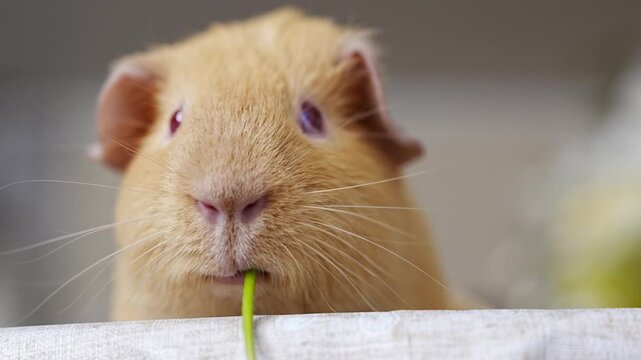 Guinea pig enjoys a flower and receives gentle petting