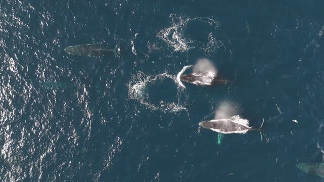 Spectacular drone footage captures a large pod of humpback whales swimming together at the ocean surface with multiple massive whales visible as they glide through the sparkling blue water