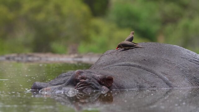 Medium closeup of a red-billed oxpecker picking on a hippo's back for parasites while the animal is lying in a small pond with a green blurred background, Greater Kruger.