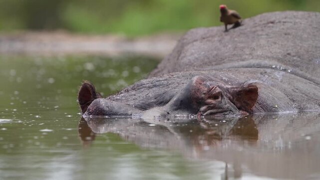 Medium closeup of a red-billed oxpecker picking on a hippo's back for parasites while the animal is lying in a small pond with a green blurred background, Greater Kruger.