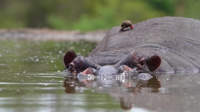 Medium closeup of a red-billed oxpecker picking on a hippo's back for parasites while the animal is lying in a small pond with a green blurred background, Greater Kruger.