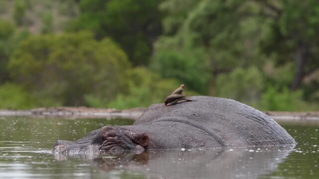 Medium shot of two red-billed oxpeckers picking on a hippo's back for parasites while the animal is lying in a small pond with a green blurred background, Greater Kruger.
