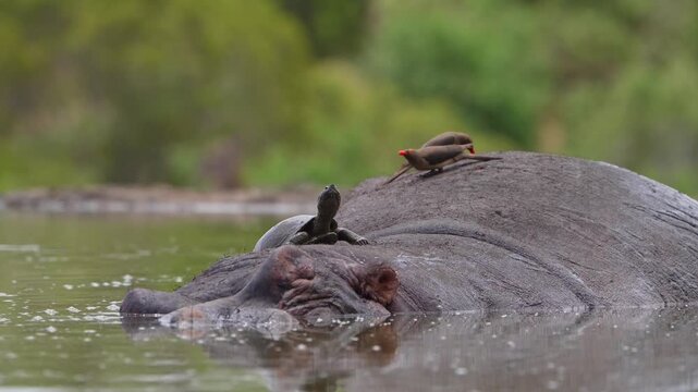 Medium closeup of a terrapin lying on a hippo's back while a red-billed oxpecker is picking for parasites on the animal's back. Filmed in a small pond with a green blurred background, Greater Kruger.