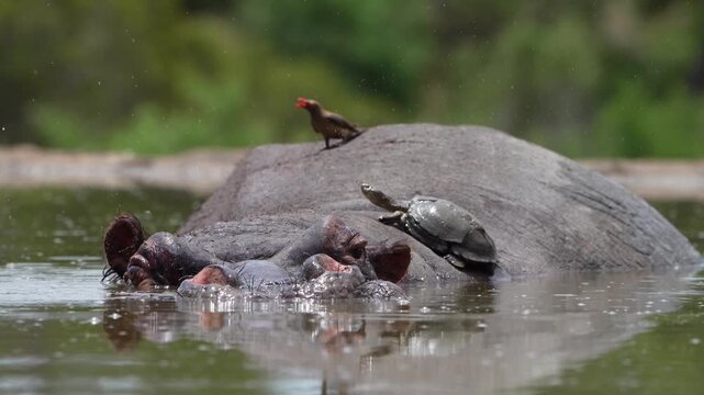 Medium closeup of a terrapin lying on a hippo's back while a red-billed oxpecker is picking for parasites on the hippo's back. Filmed in a small pond with a green blurred background, Greater Kruger.