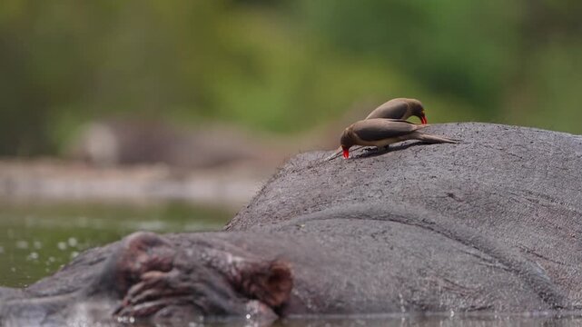 Medium closeup of two red-billed oxpecker picking on a hippo's back for parasites while an impala is walking in the background, Greater Kruger.