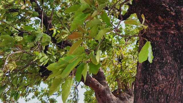 Close view of mahua tree leaves gently swaying in wind with textured trunk and branches, sunlight filtering through green foliage in a calm natural outdoor setting