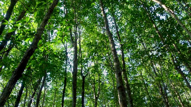Mangrove forest unique coastal ecosystem trees thrive in salty brackish water Cambodia