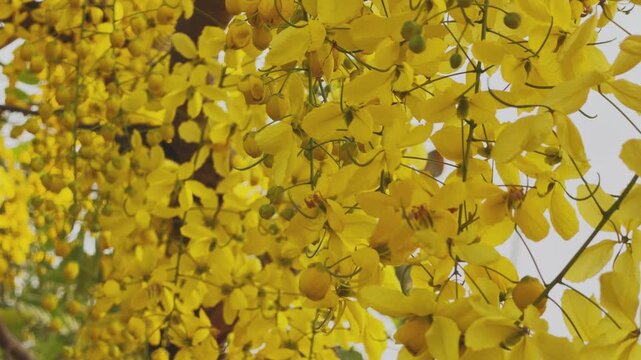 Frame filled with dense clusters of amaltas golden shower tree yellow flowers and buds, vibrant petals covering entire view in a rich summer bloom scene