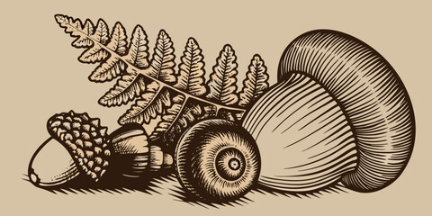 Engraved illustration of forest elements ferns acorns and a snail shell © Prosanta