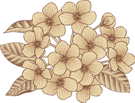 Vintage Engraving Drawing Flower Bouquet