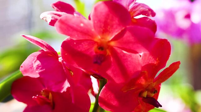 Red vanda orchid flowers blooming in tropical botanical garden with sunlight flare and zoom out camera motion.