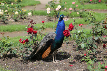 Obraz premium A beautiful peacock is strolling through the garden, where roses are in bloom and the grass is green.