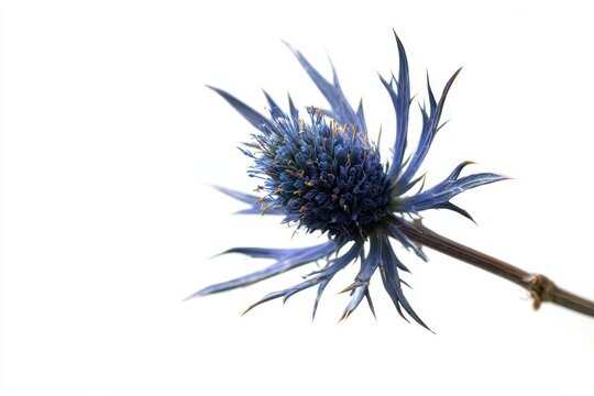 Detail shot of blue thistle bloom against a pure white surface