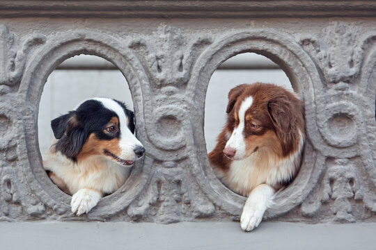 Two Aussies peering through architectural stone windows. Black and red tricolor dogs, paws on ledge, looking at each other. Conceptual pet photography, urban friendship, curious dogs, lifestyle.