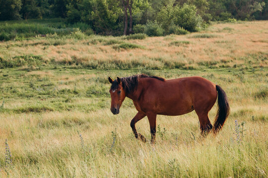 Brown horse walking through golden summer grass field