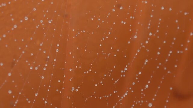 Rain water drops on a spiders web close up stock footage
