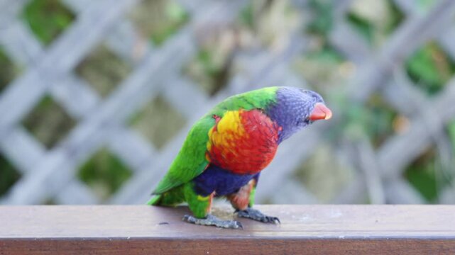 A vibrant rainbow lorikeet, colorful bird with bright blue, green, and red plumage, perches on wooden railing looking into camera and turning head.