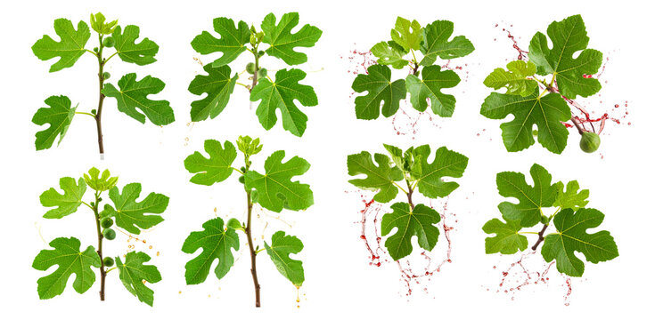 Fresh Fig Leaves and Fruits Displayed on White Background