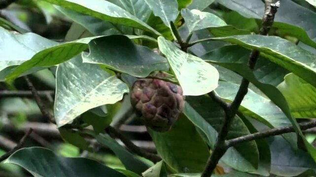 Annona sp. hanging on the tree. Annona or Anona is a genus of flowering plants in the pawpaw or sugar apple family, Annonaceae.