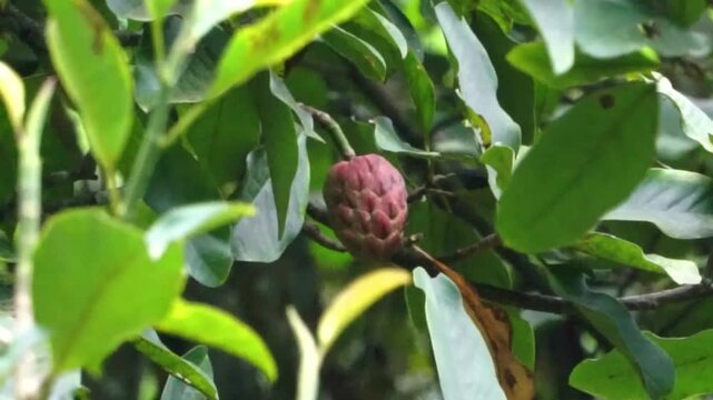 Annona sp. hanging on the tree. Annona or Anona is a genus of flowering plants in the pawpaw or sugar apple family, Annonaceae.