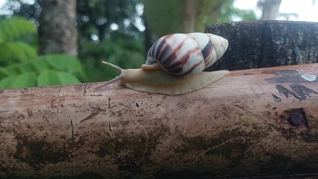 Close-up video of Achatina fulica snail moving slowly on a weathered log with its antennae extended against a green bokeh background.