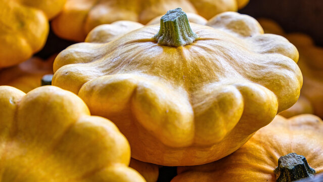 Fresh pattypan squash harvested from the field in warm sunlight ready for market sale