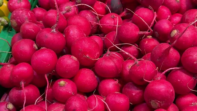 Pile of fresh red radishes with roots attached