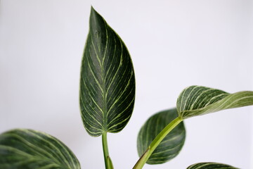 Close up of beautiful Philodendron Birkin leaves with green and white striped variegation against white background. © Patompong