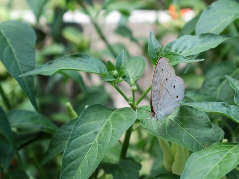 Close-up shot of a Grey Pansy (Junonia atlites) butterfly perched on the vibrant green leaves of a chili plant in a garden