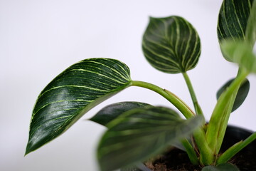 Close up of beautiful Philodendron Birkin leaves with green and white striped variegation against white background. © Patompong