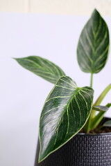 Close up of beautiful Philodendron Birkin leaves with green and white striped variegation against white background. © Patompong
