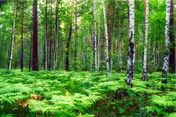 Obraz premium Summer forest landscape in sunny weather, forest trees and fern growing under the trees lit by soft sunlight, nature background, diffusion filter applied