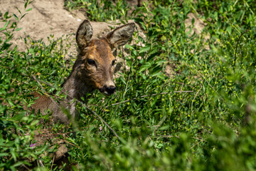Roe deer. © pityke70
