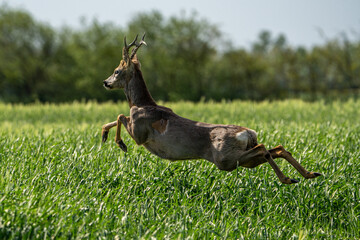 Roe deer. © pityke70