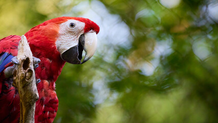 Fototapeta premium High resolution banner image of a scarlet macaw parrot Exotic wildlife portrait with copy space for text, ideal for travel, nature, tropical and wildlife themes.