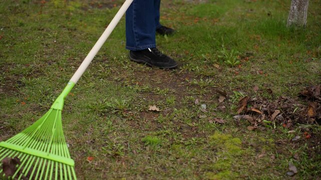 Cleaning lawn leaves with a rake