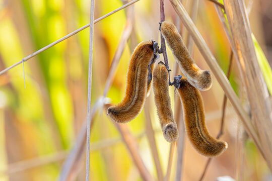 Closeup Velvet bean (Mucuna pruriens) pods, the extreme itchiness tropical legume plant