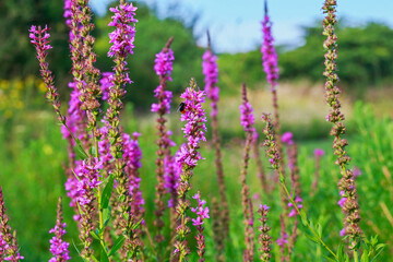 Naklejka premium Bright flowers bloom in a field during sunny daytime with a bee collecting nectar