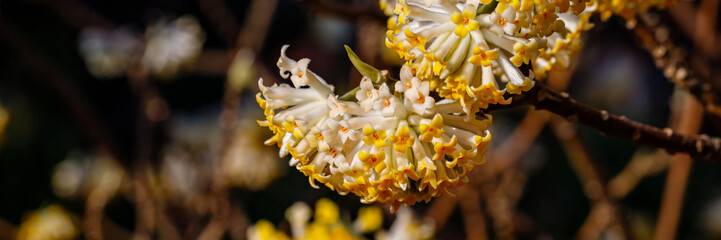 Obraz premium Flowers bloom on branches during springtime with sunlight shining on their petals in an outdoor setting