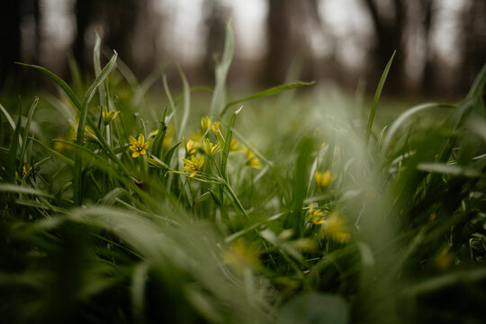Close-up shot of small yellow star-of-Bethlehem wildflowers blooming in lush green grass, featuring a shallow depth of field with a soft blurred background in an early spring forest.