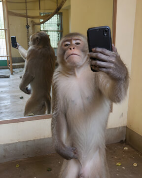 Monkey taking a mirror selfie with smartphone in indoor enclosure, humorous animal behavior image with reflection, curious expression and playful social media theme