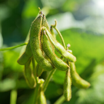 Close-up view of green soybeans growing on plants in a garden during the summer season