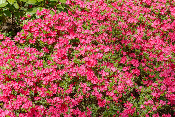 Fototapeta premium Pink flowers bloom in a garden during springtime, showcasing nature's beauty in full color