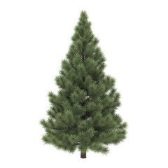 Fototapeta premium Dense evergreen spruce tree isolated with evergreen christmas woodland seasonal botanical vegetation environment
