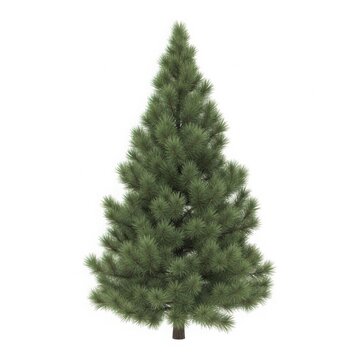 Dense evergreen spruce tree isolated with evergreen christmas woodland seasonal botanical vegetation environment