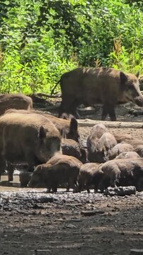Wild boars family drinking from muddy puddle in forest